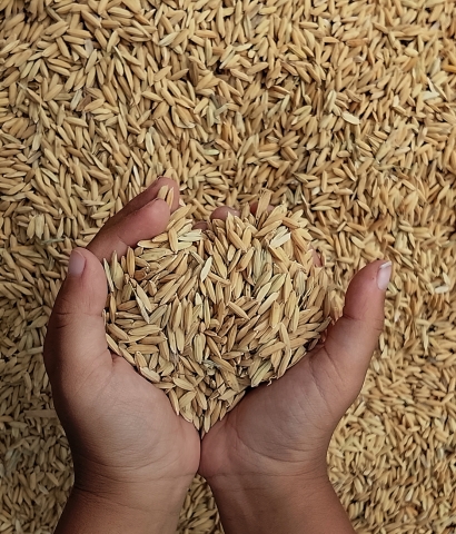 Basmati Rice Exporter