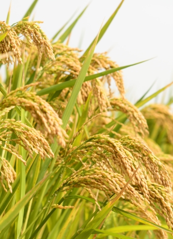 Rice Supplier