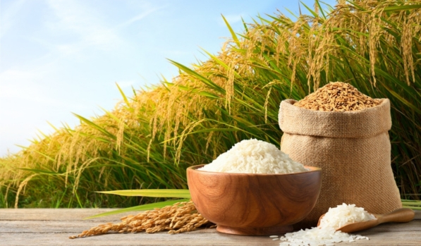 Rice Supplier