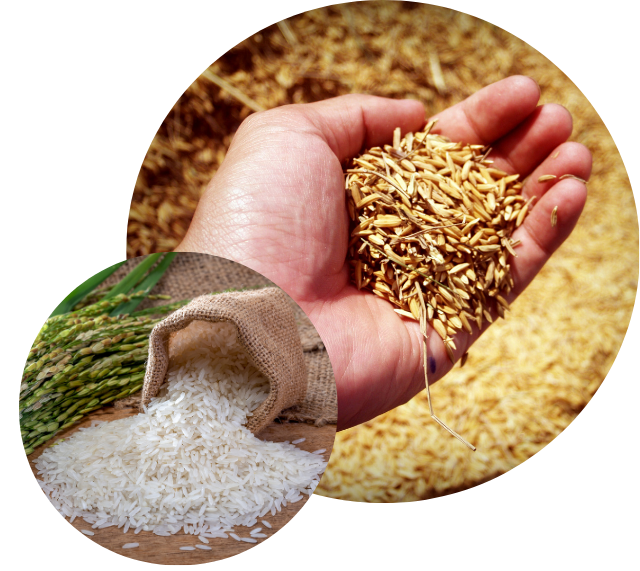 Rice Supplier