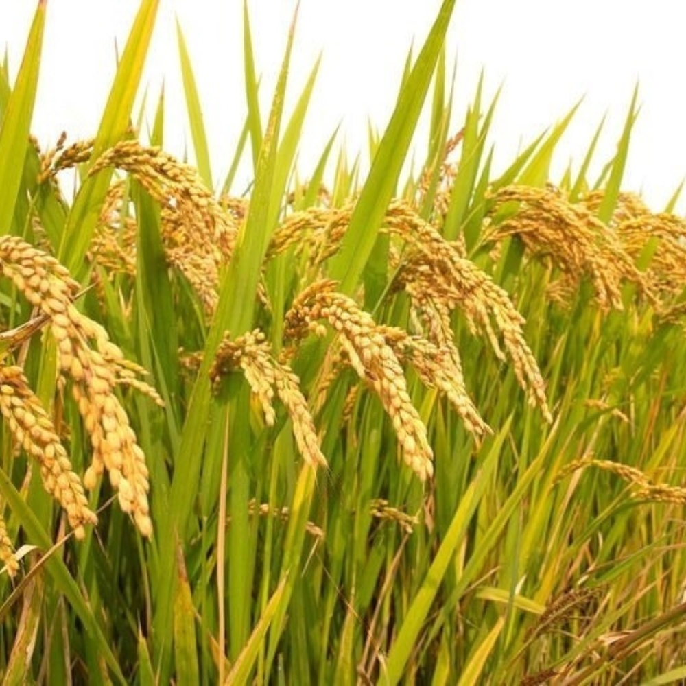 Indian Rice Manufacturers